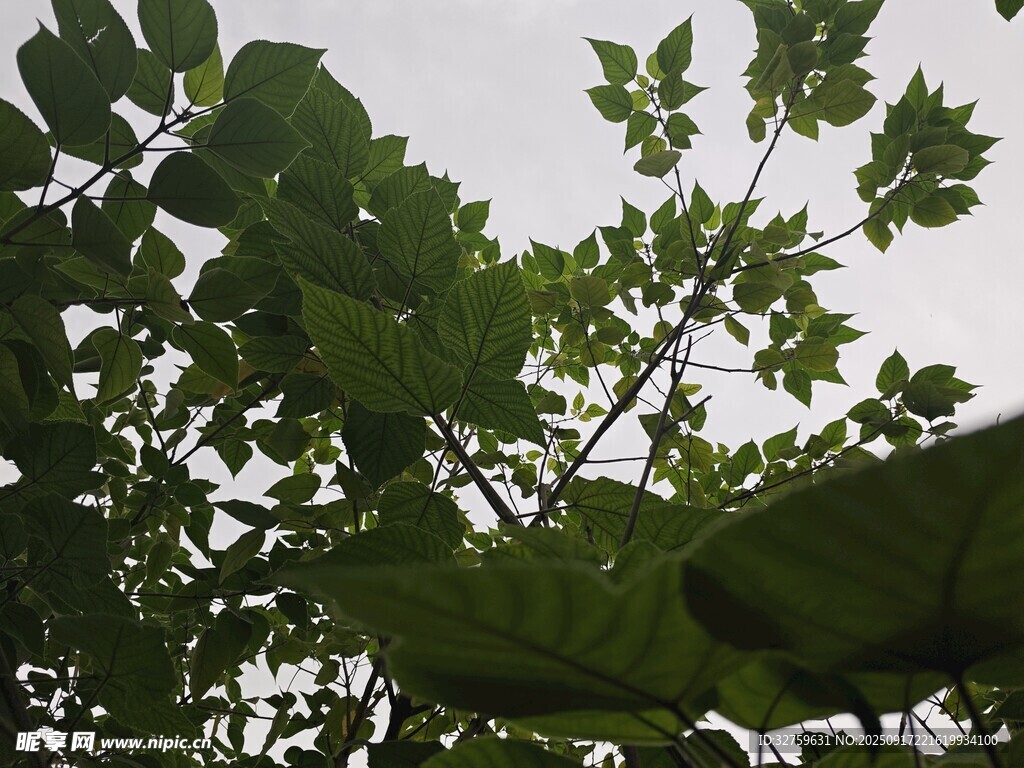 绿叶繁茂的树枝景象