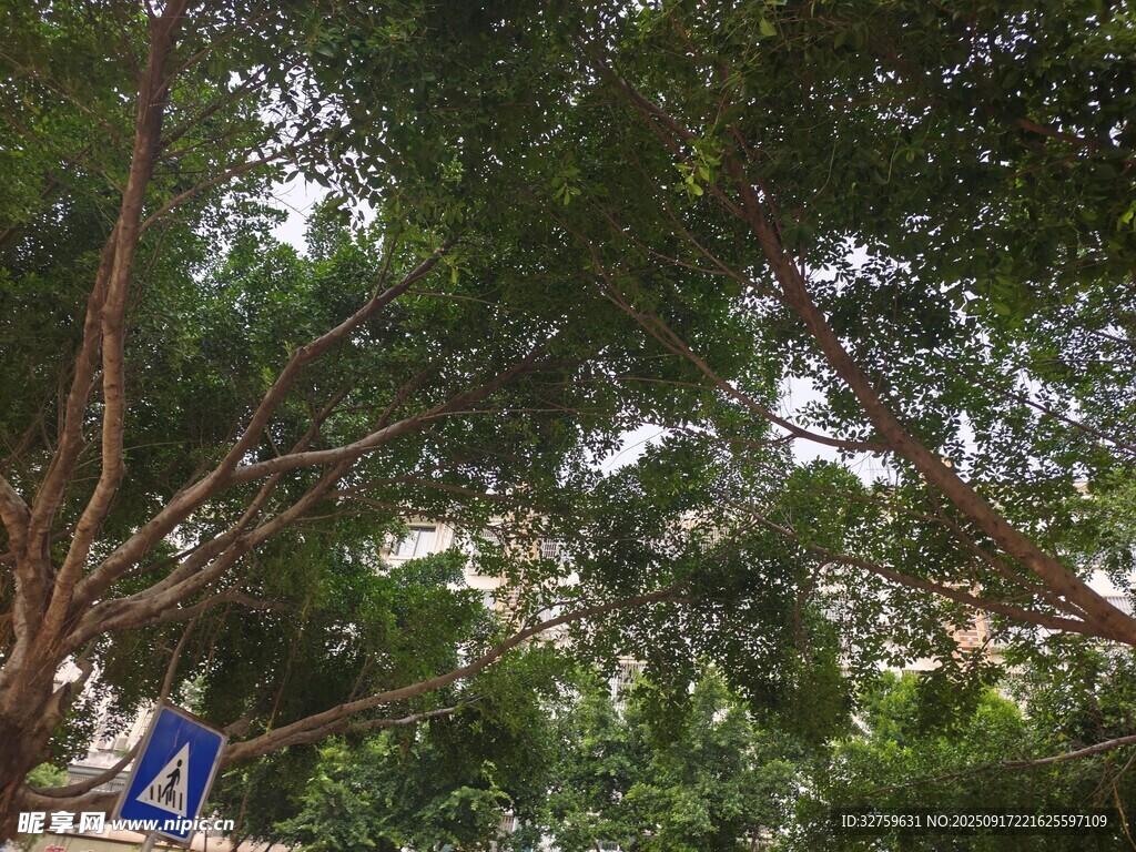 路旁繁茂绿树与交通标识