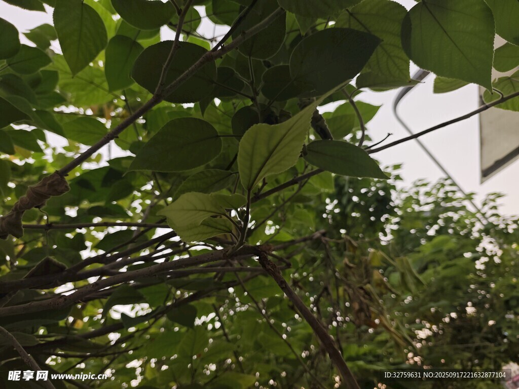 绿叶繁茂的树枝景象