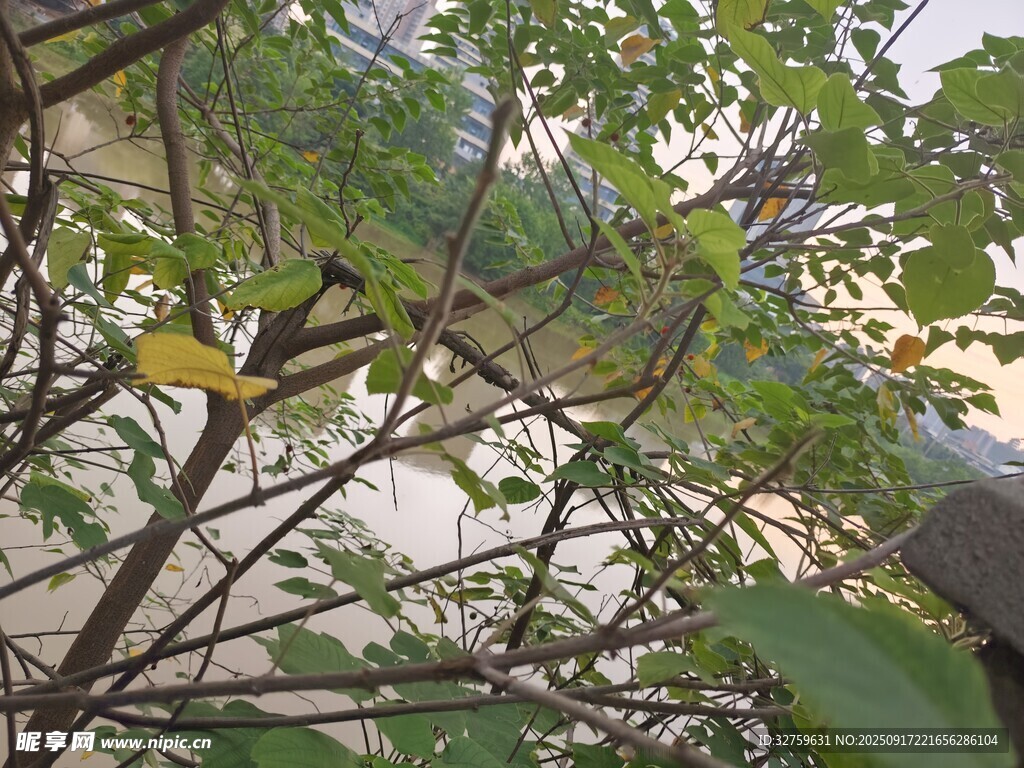 枝头绿叶间的一抹黄