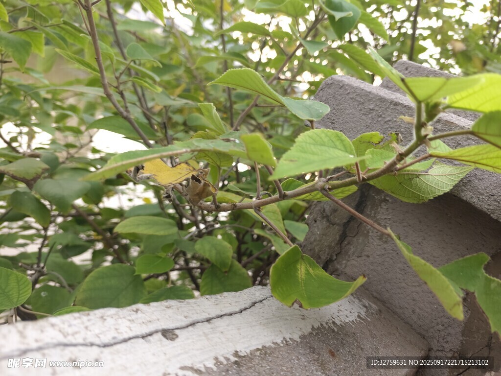 墙边绿植与石块景象