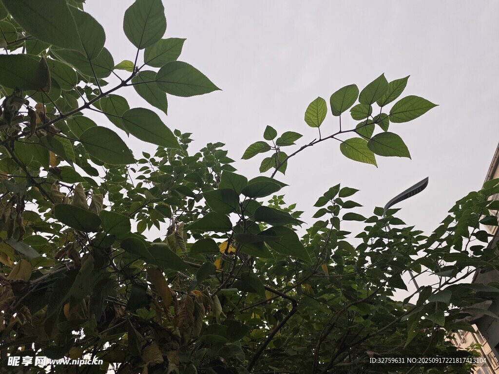 绿叶繁茂的植物景象