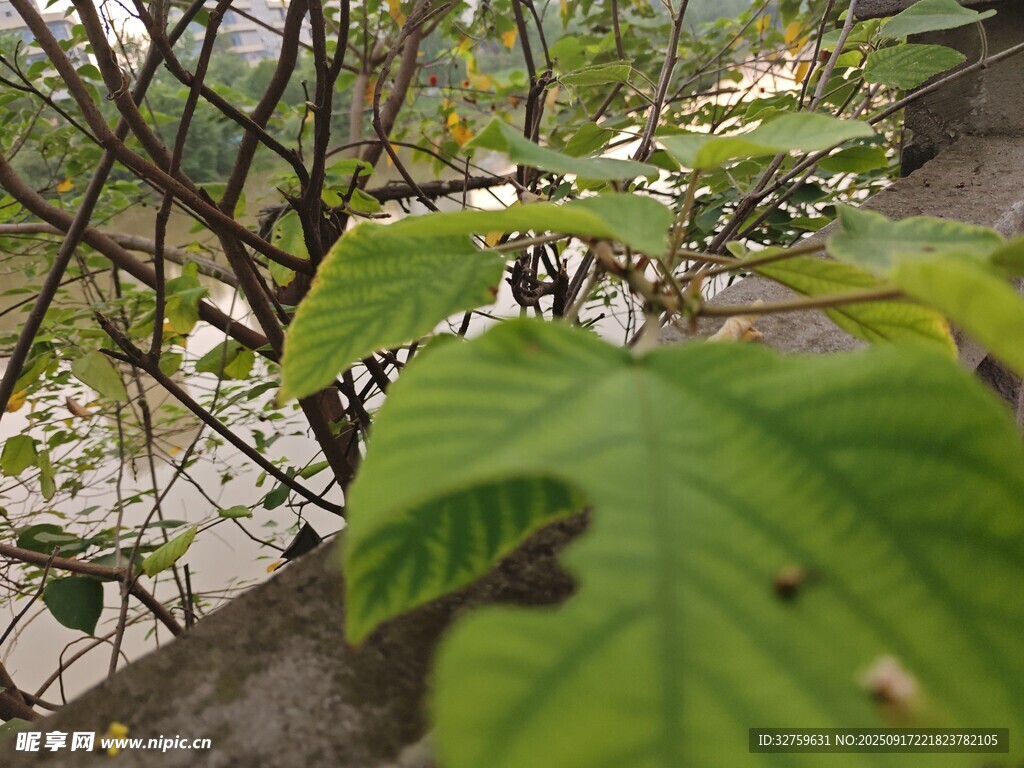 绿叶繁茂的植物景象