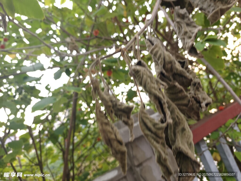 奇特缠绕树干的绿植