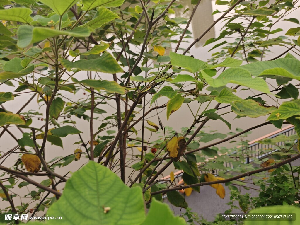 绿叶间的果实与繁茂枝叶