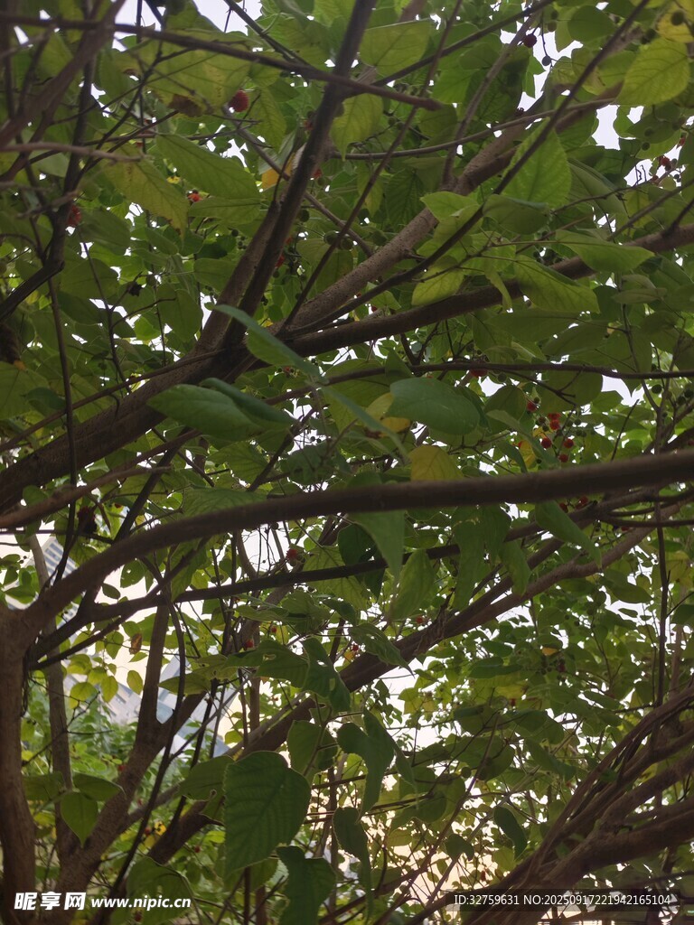 繁茂枝叶间的自然景致