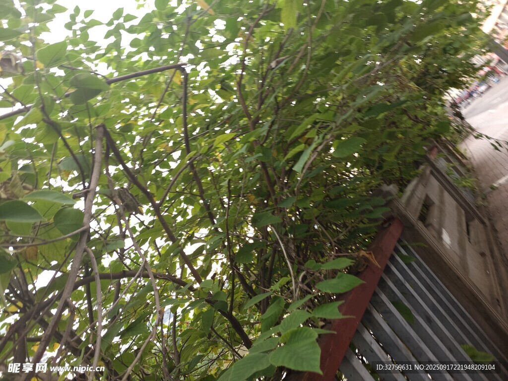 绿叶繁茂的墙边植物