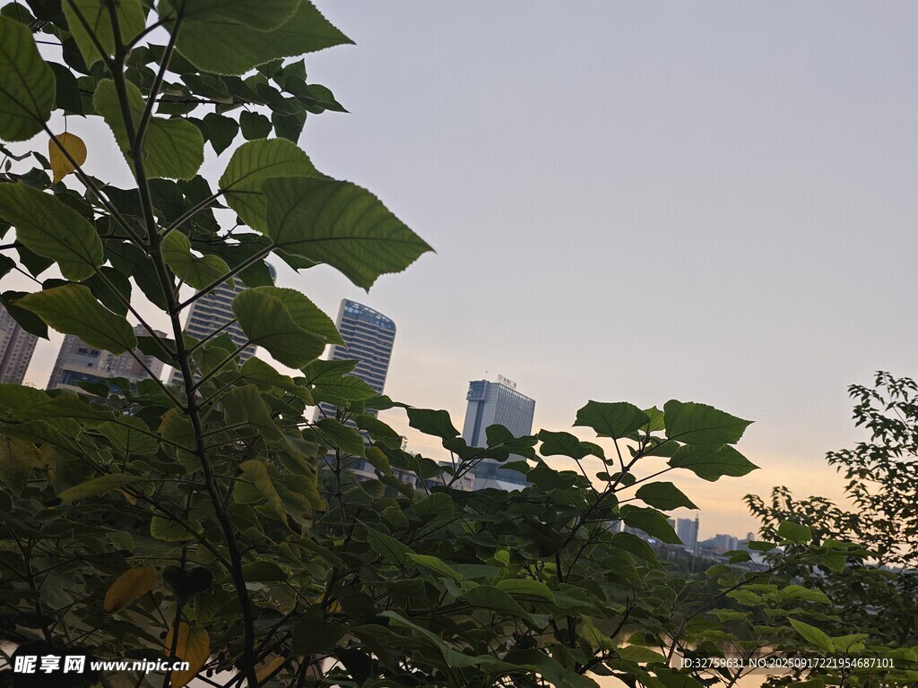城市间的植物景观