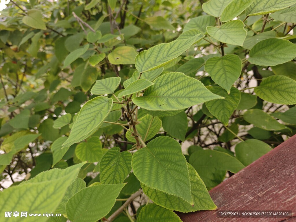 绿叶繁茂的植物景象