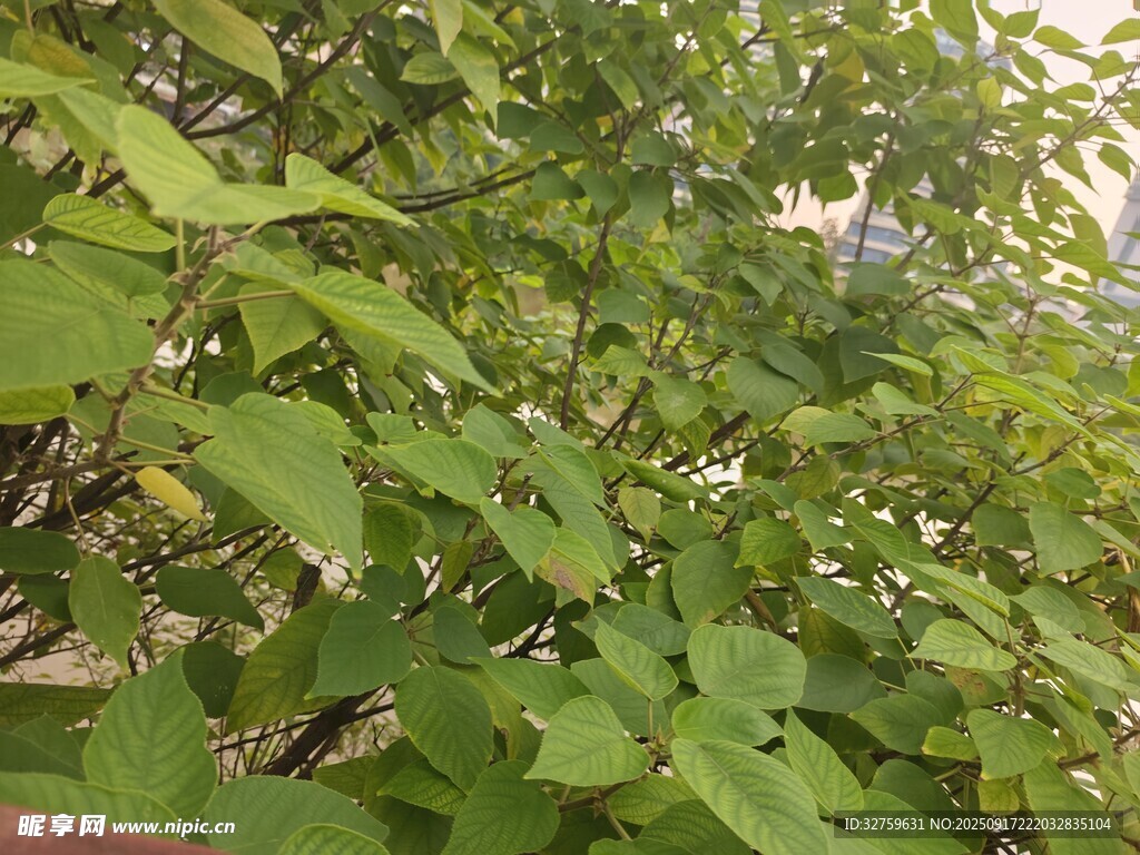 绿叶繁茂的自然景象