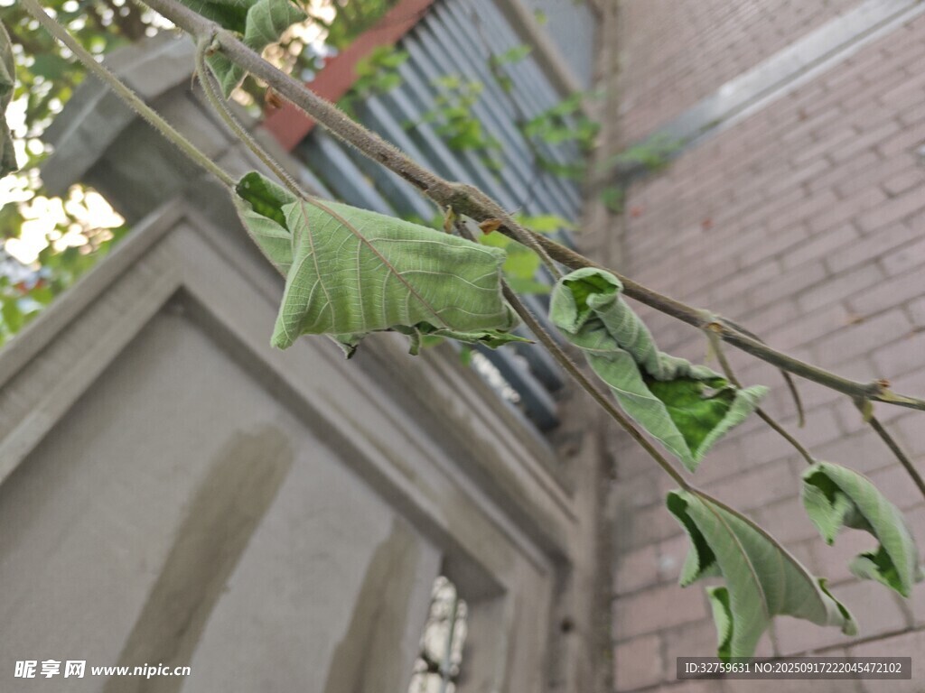 窗边生长的翠绿植物
