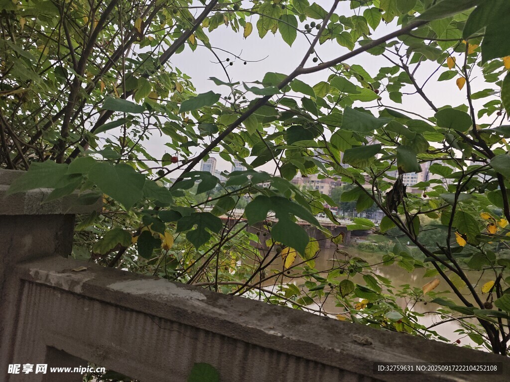 围栏旁繁茂的绿植景象