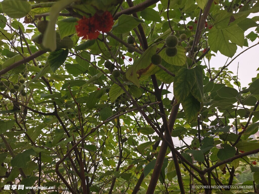树上的红果与绿叶