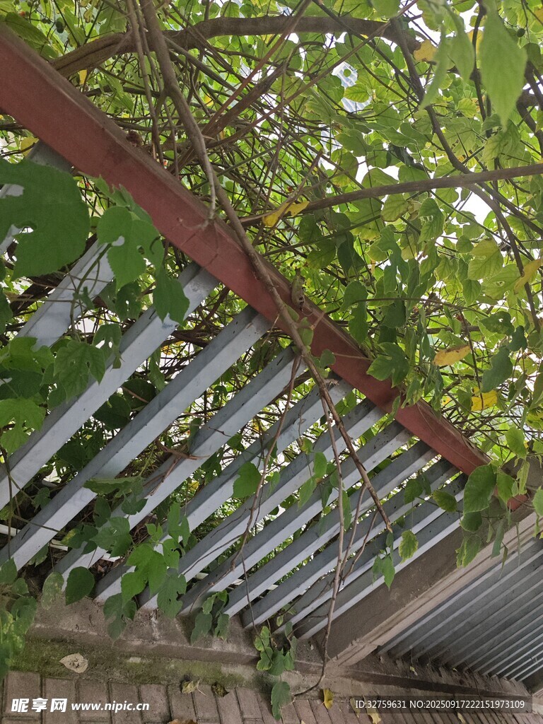 绿荫覆盖的金属结构廊架