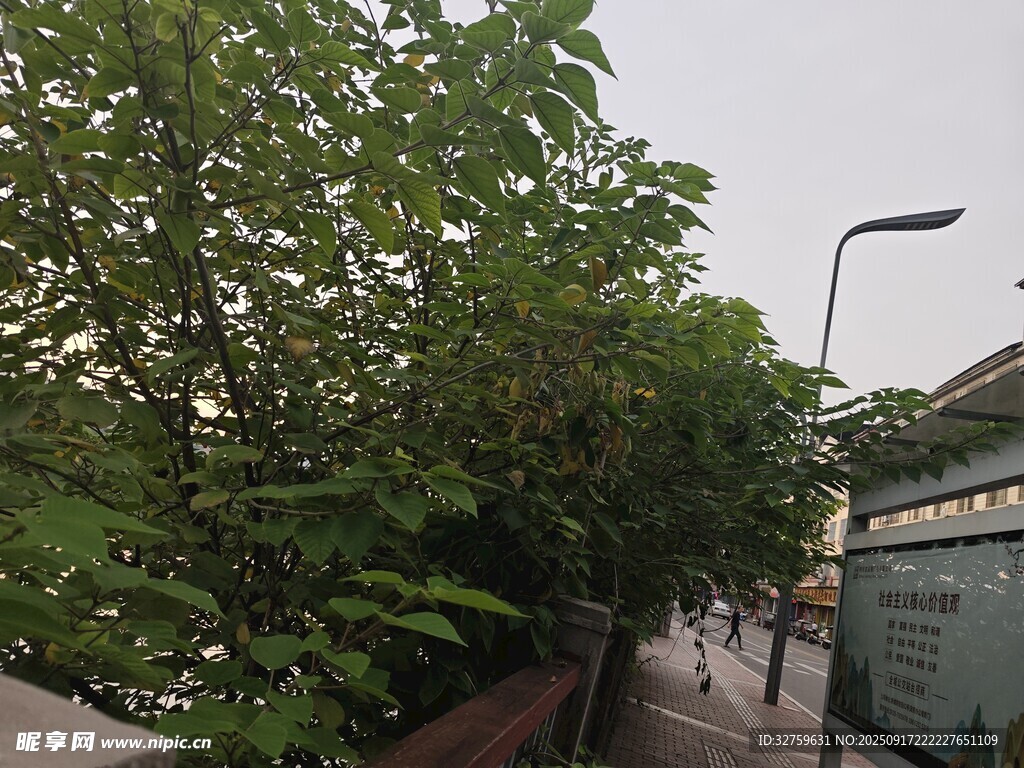 街道旁的绿树与路灯景观