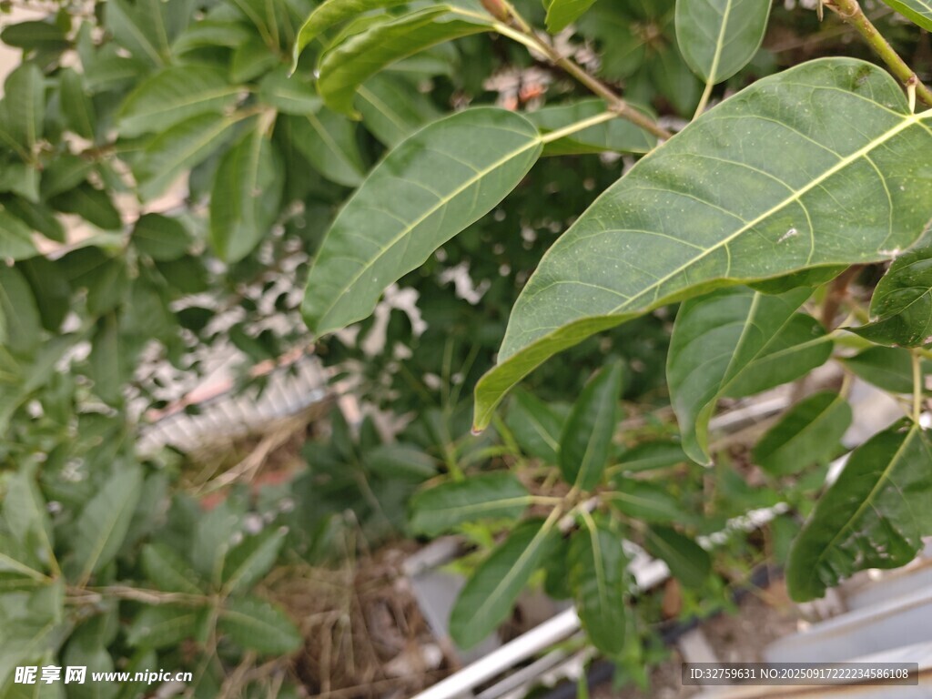 绿叶繁茂的植物特写