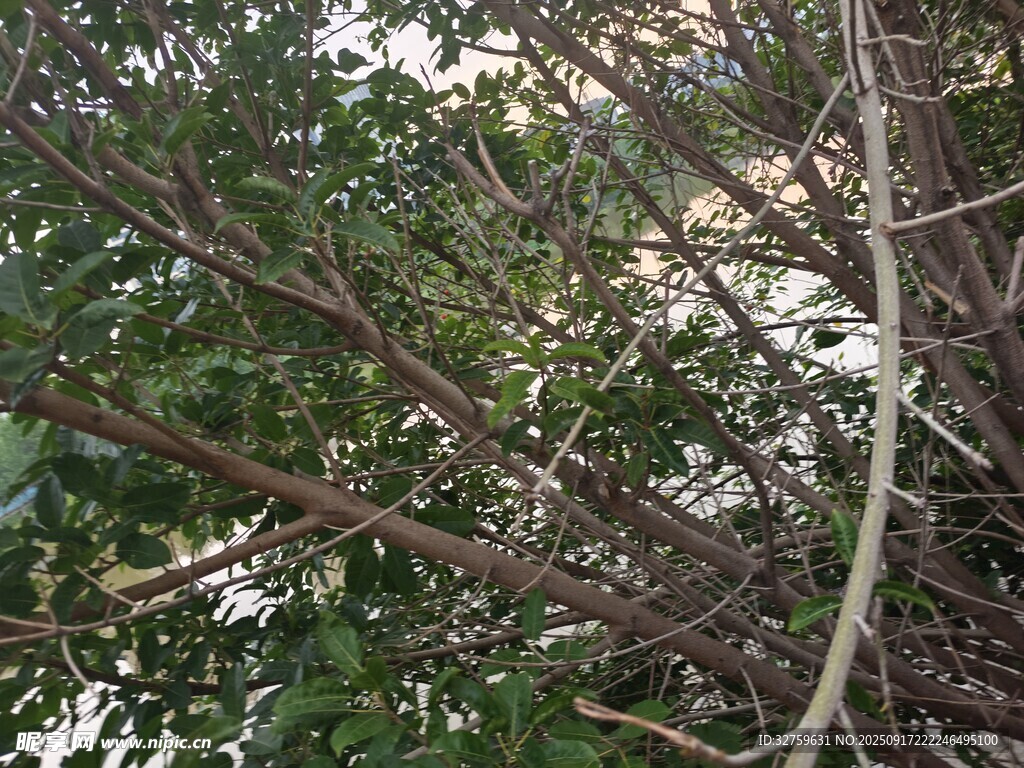藤蔓缠绕于树枝间