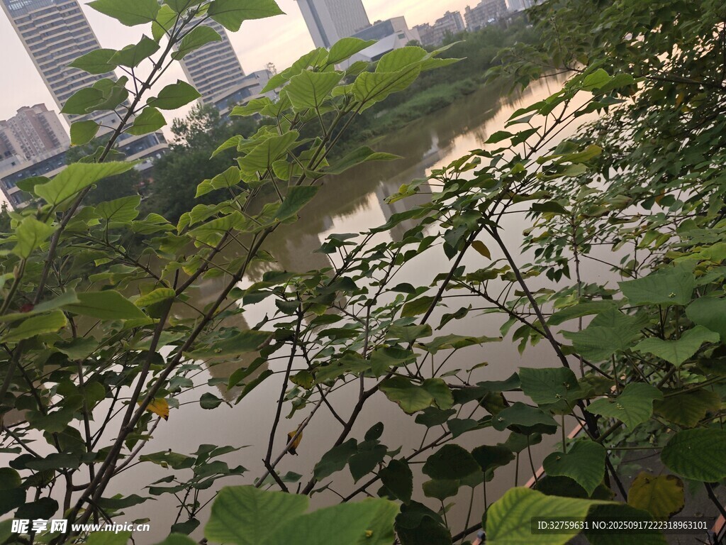 城市中繁茂绿植覆盖河岸