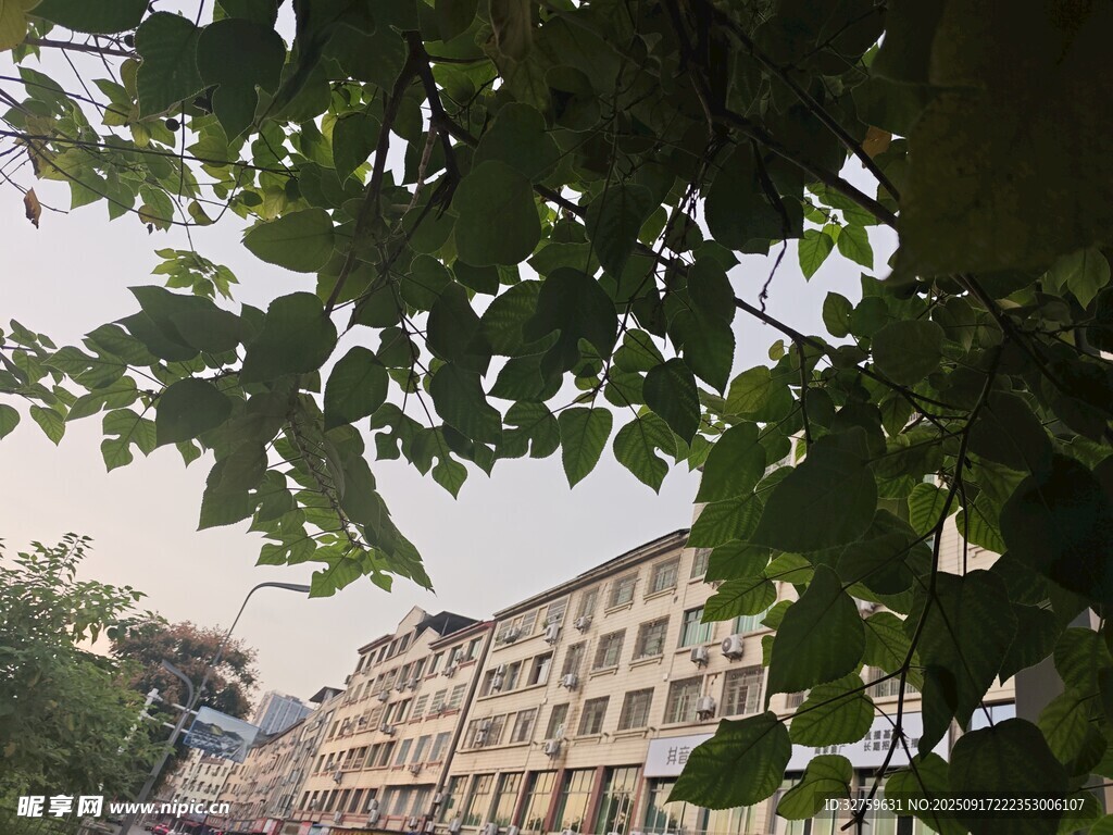 透过树叶看老旧居民楼