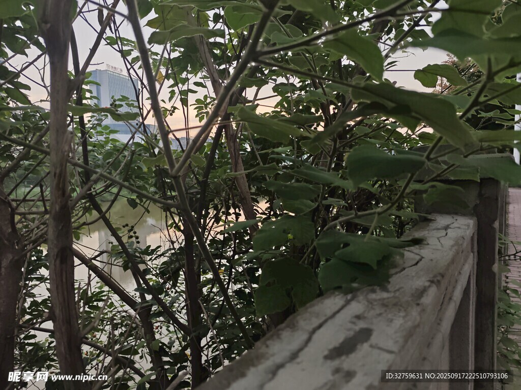 户外绿植环绕的狭窄小径
