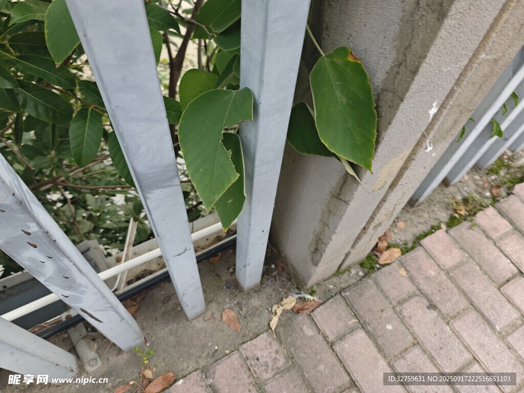 绿叶探身于白色栅栏间