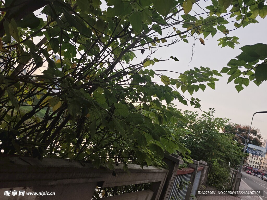 路边繁茂绿植与围栏景观