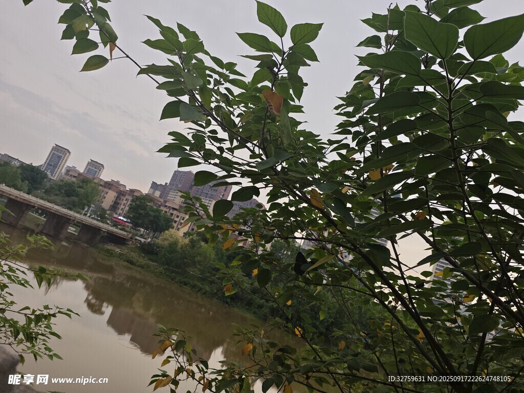 河畔绿树掩映下的城市桥景