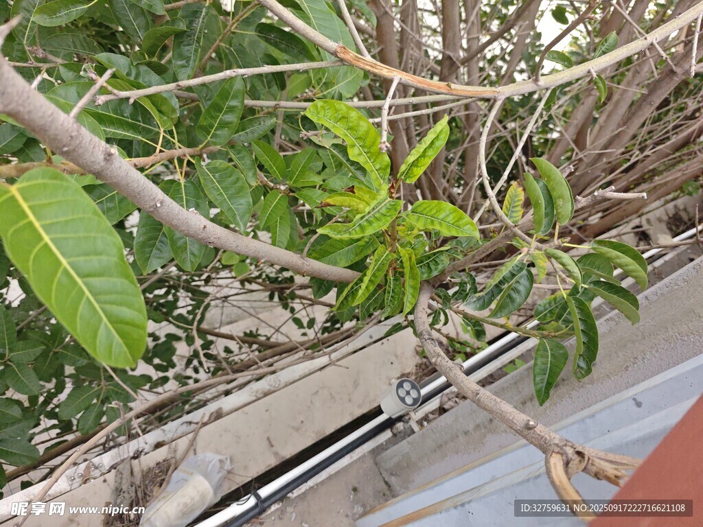窗边绿植生机盎然