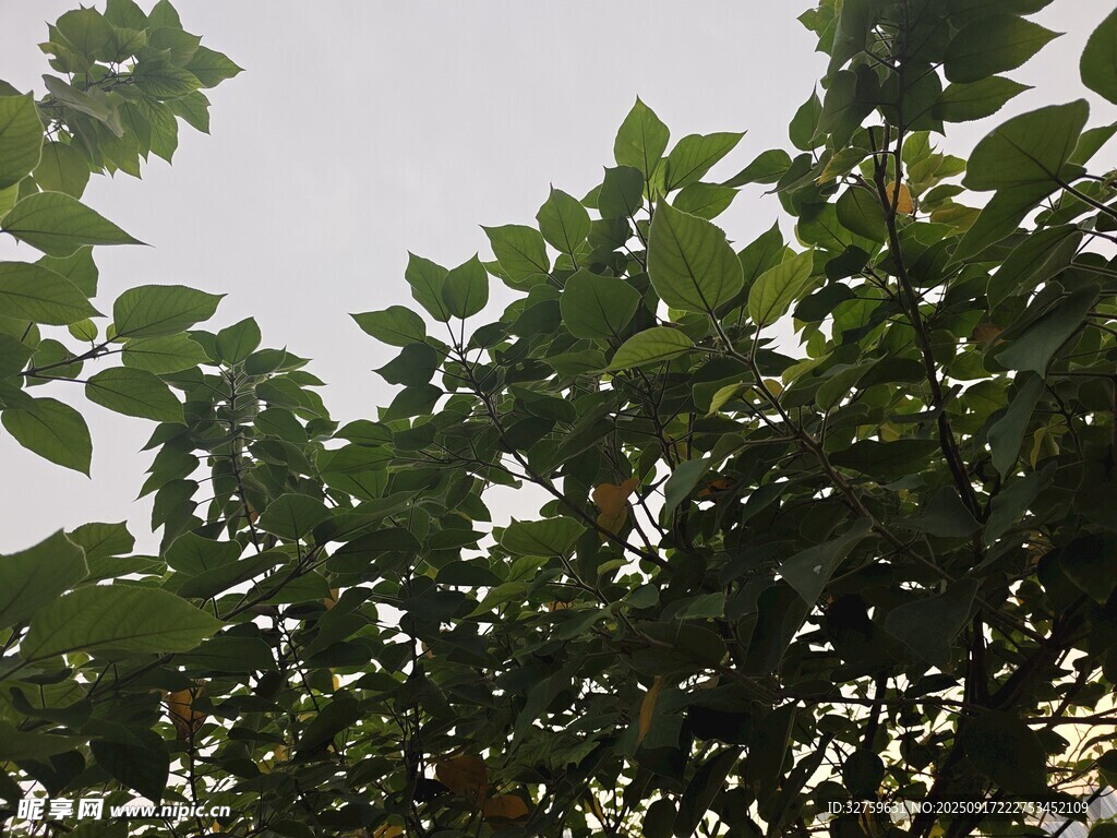 绿叶繁茂的树木景象