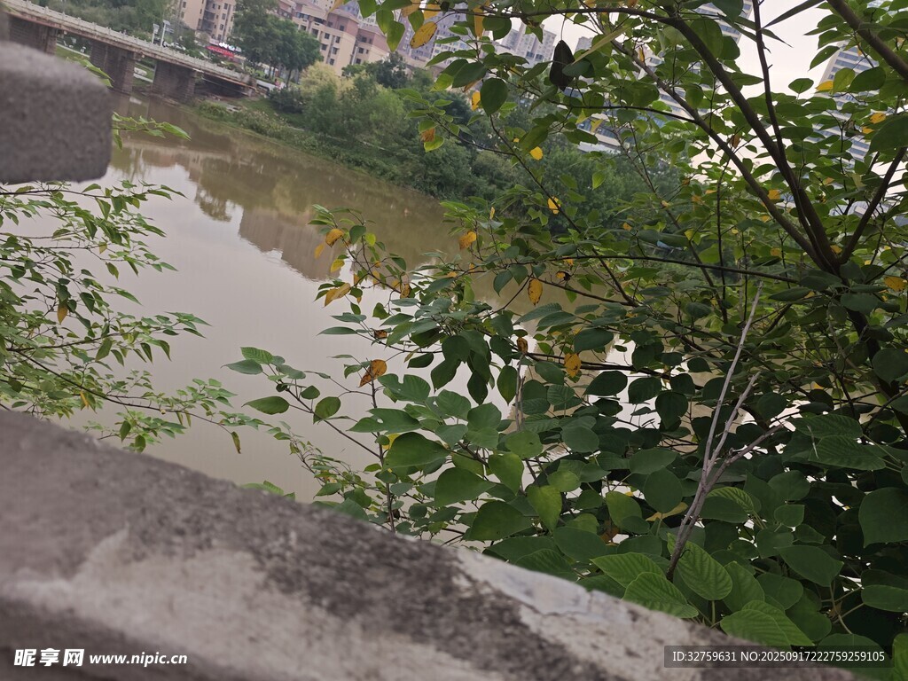 河边绿植景观