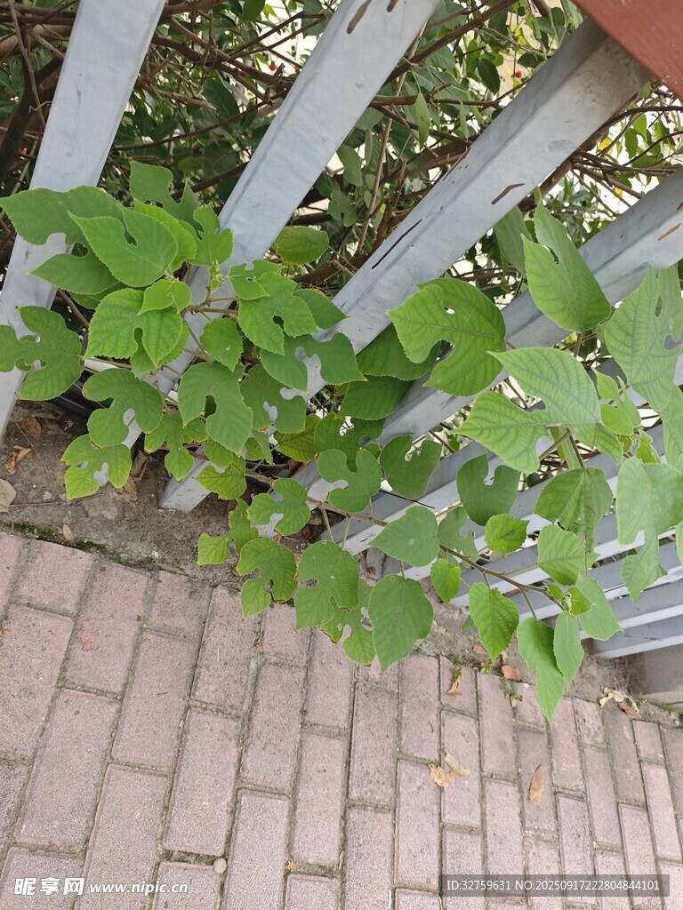 砖缝中生长的翠绿植物