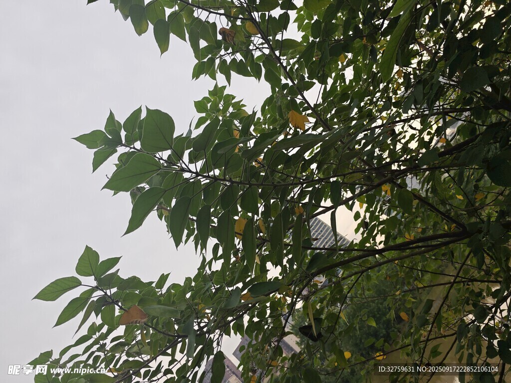 枝叶繁茂的绿树景象