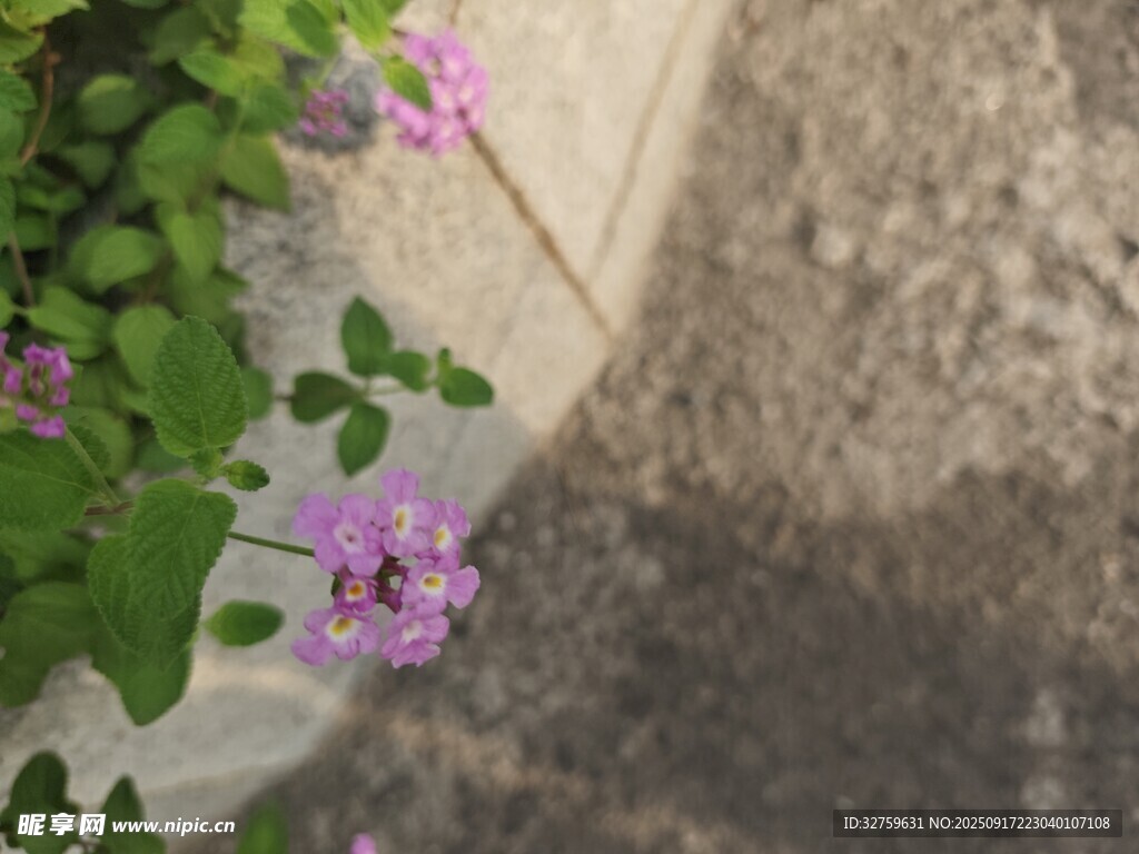 墙边绽放的紫色小花