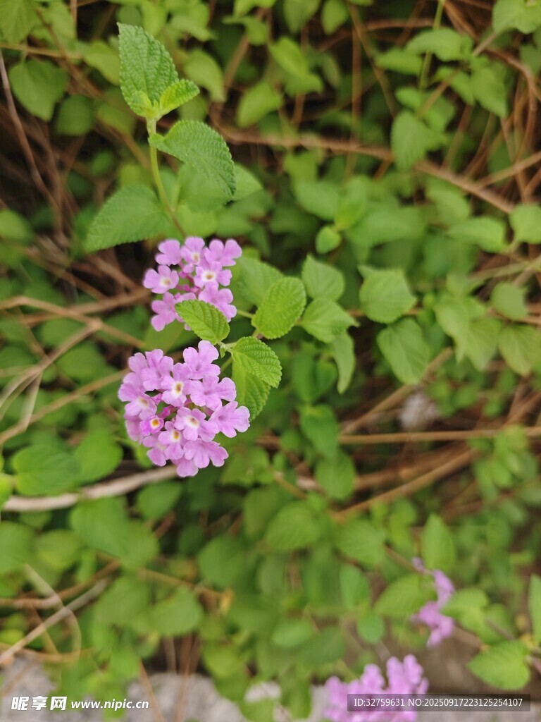 绿叶间的紫色小花