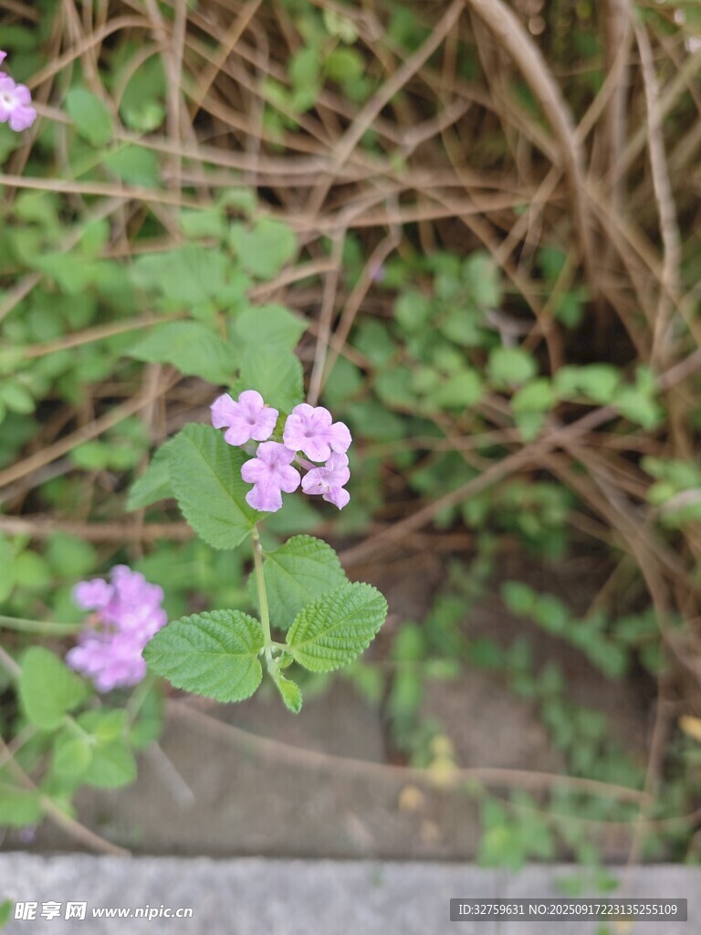紫色小花绽放于草丛间