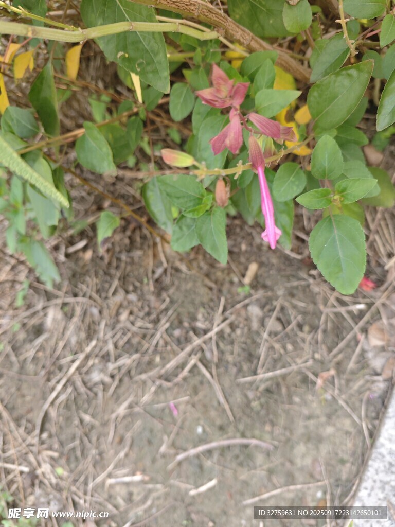 绿叶间绽放的娇艳花朵