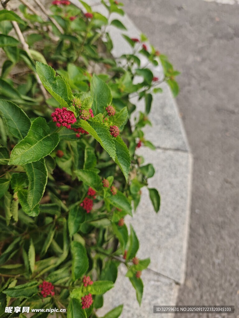 路边绿植中的鲜艳红花