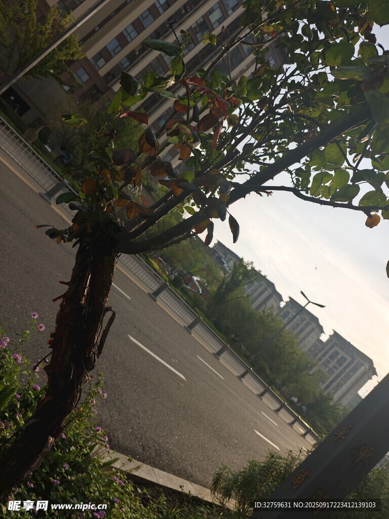 路边树木与远处建筑景观