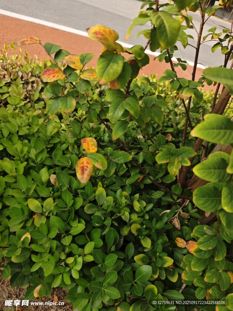 绿叶植物特写