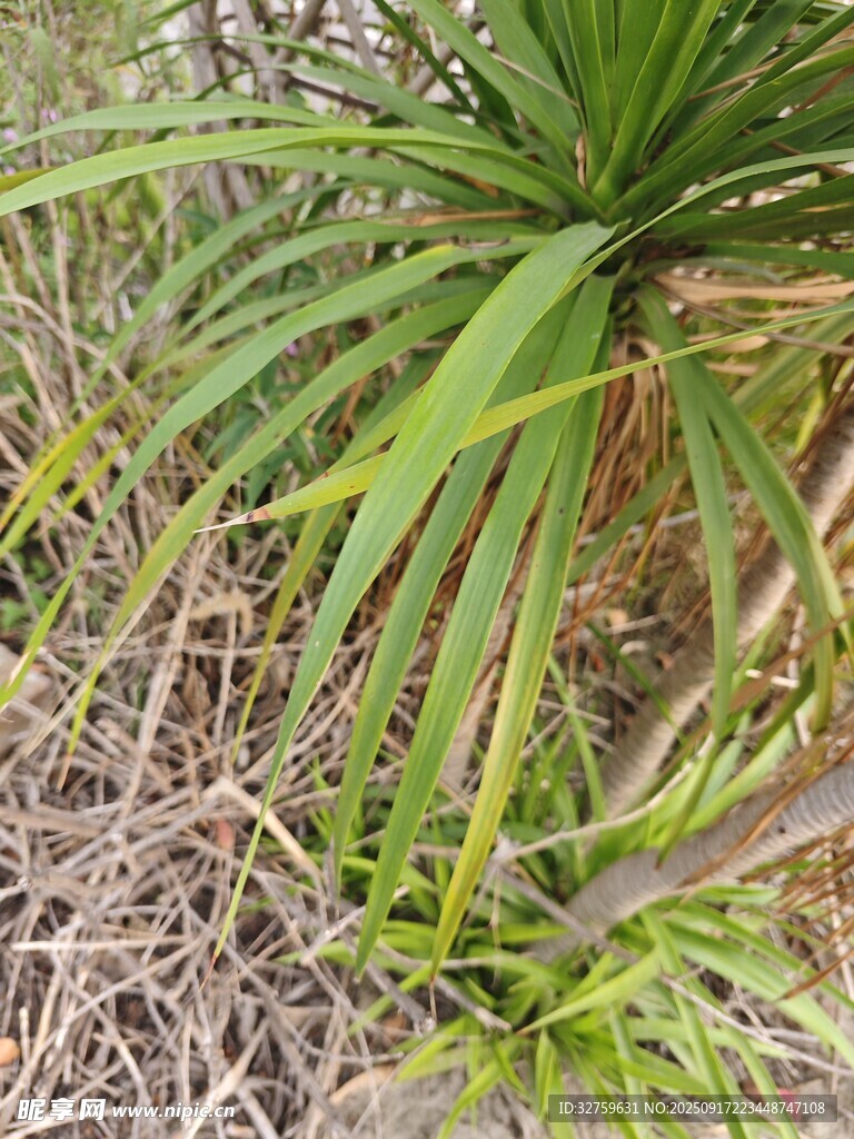 野外绿色细长叶片植物