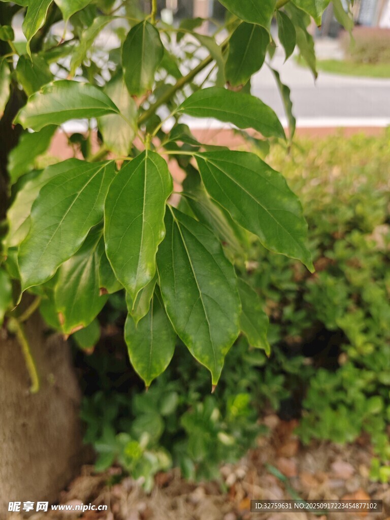 绿叶繁茂的植物特写