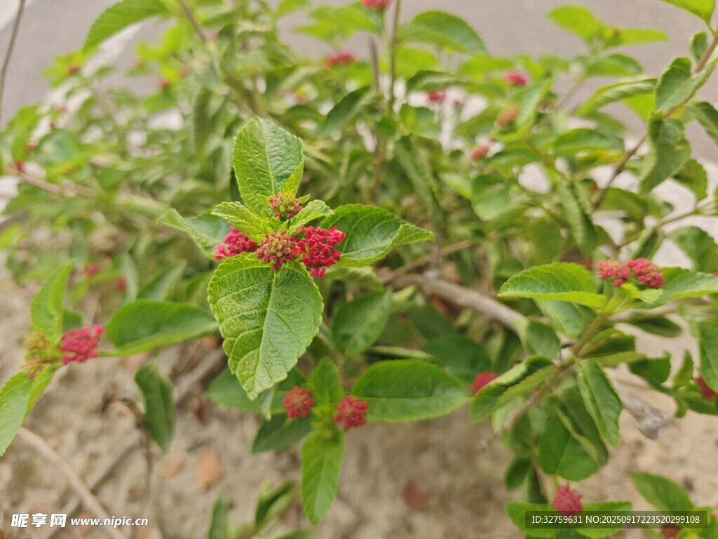 绿叶间的红色小果实