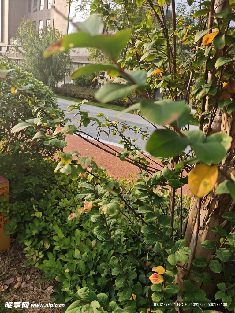 庭院绿植景观