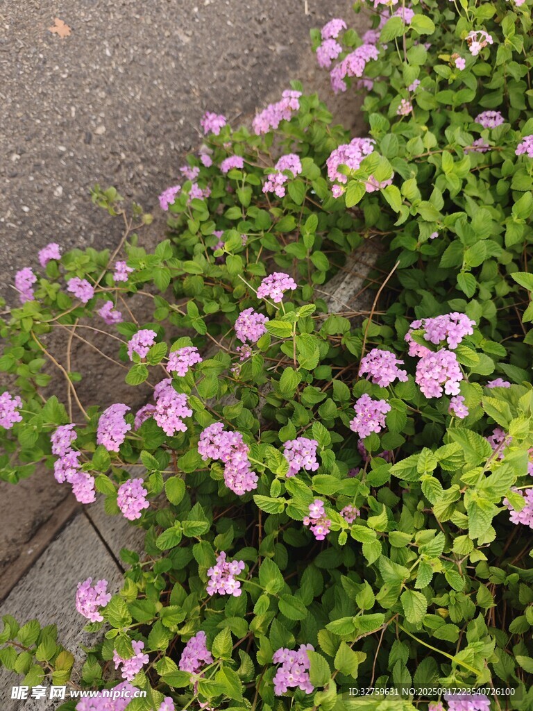 路边绽放的粉色小花