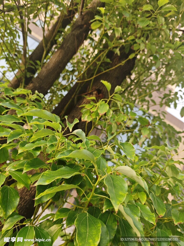 繁茂枝叶间的绿意景致