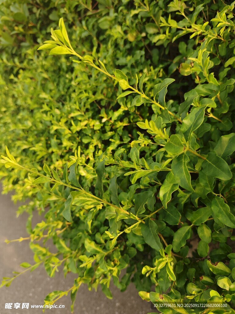 翠绿繁茂的绿植景观