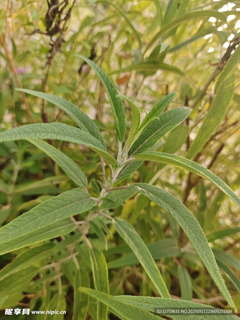 绿叶植物特写