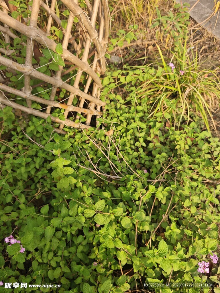 栅栏旁的繁茂绿植
