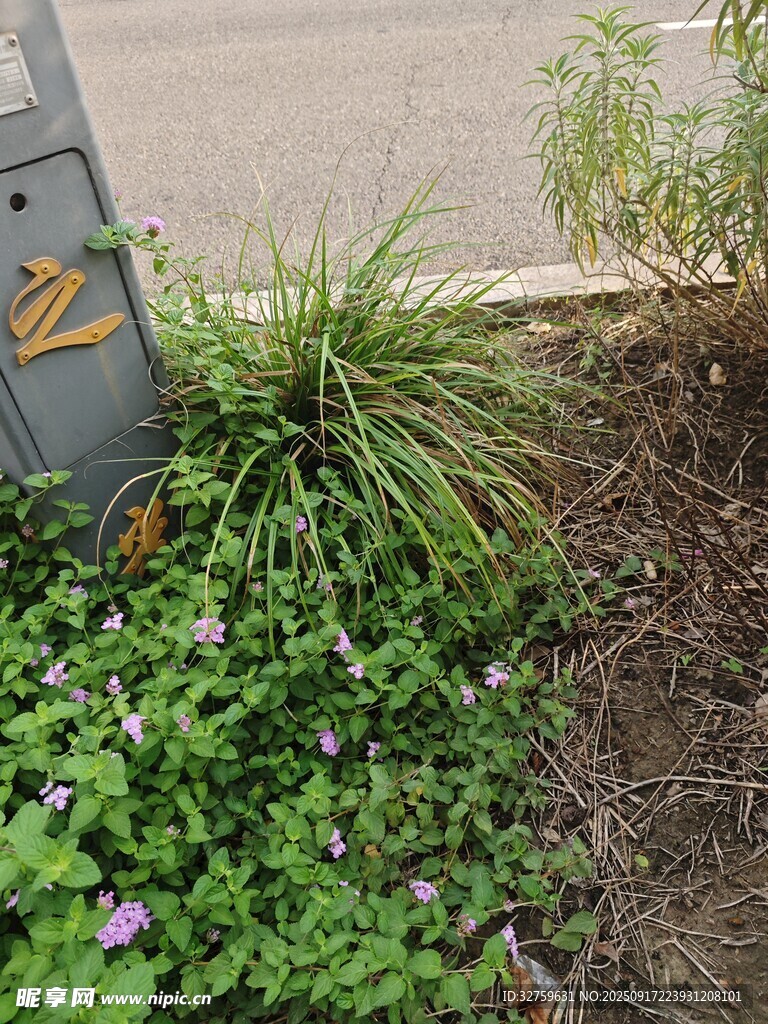 路边多彩植物景观
