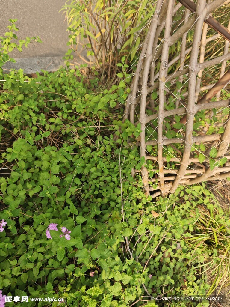 竹编鸟笼旁的繁茂绿植